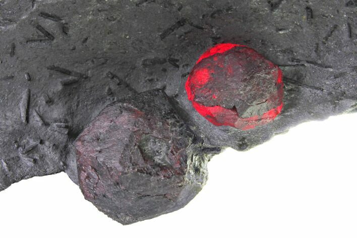 Plate of Two Large Red Embers Garnet in Graphite - Massachusetts #148168